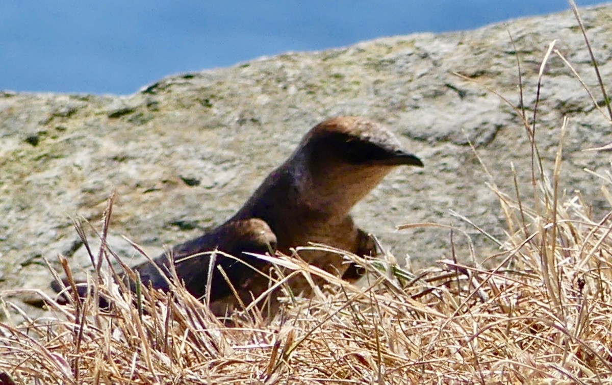 Purple Martin - ML357473291