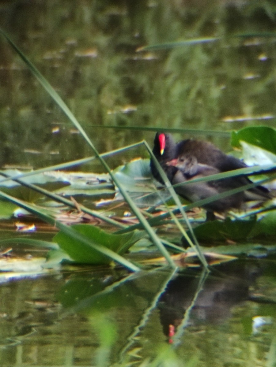 Gallinule poule-d'eau - ML357473761