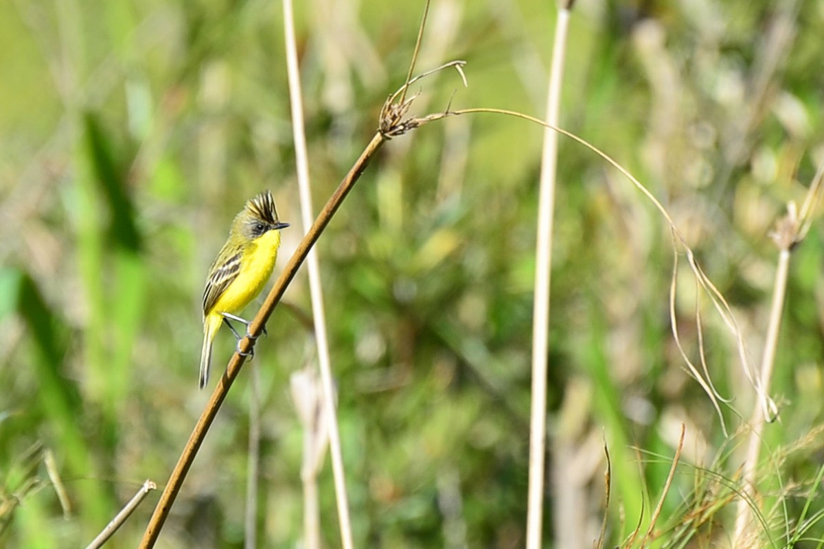 Crested Doradito - Ubaldo Bergamim Filho