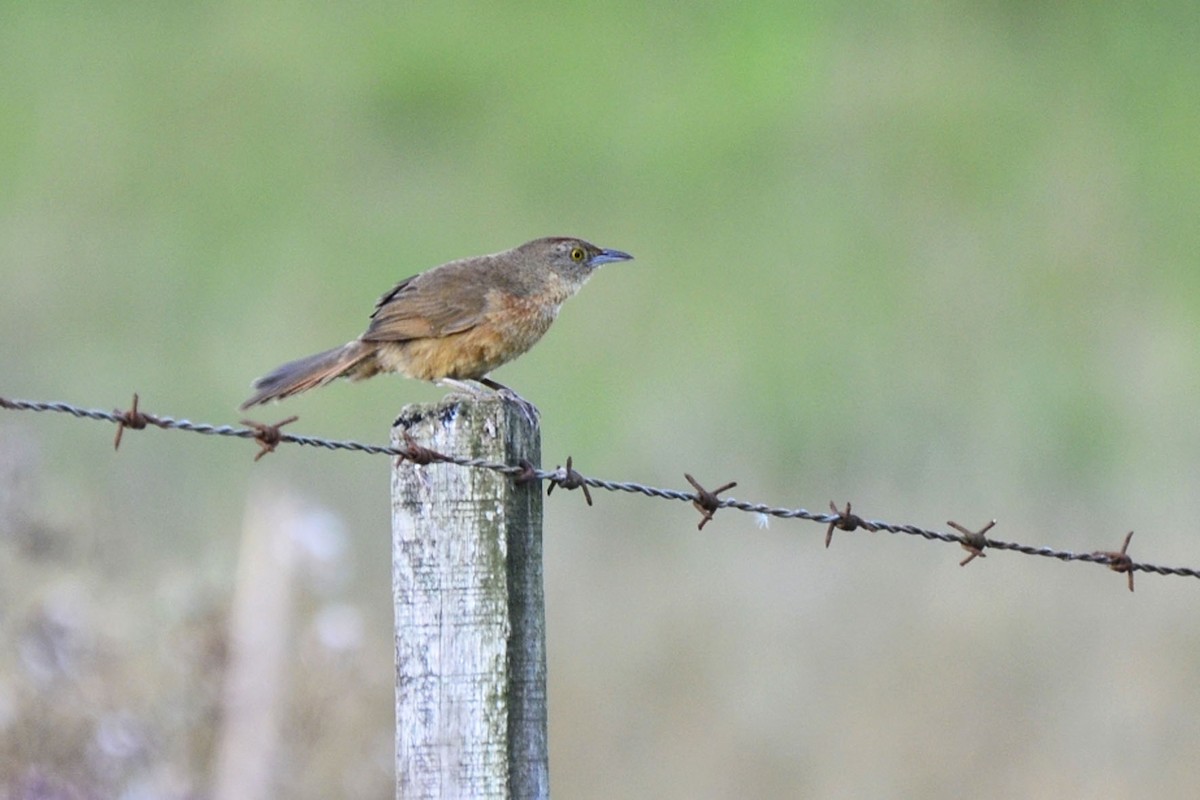 Freckle-breasted Thornbird - ML357475651