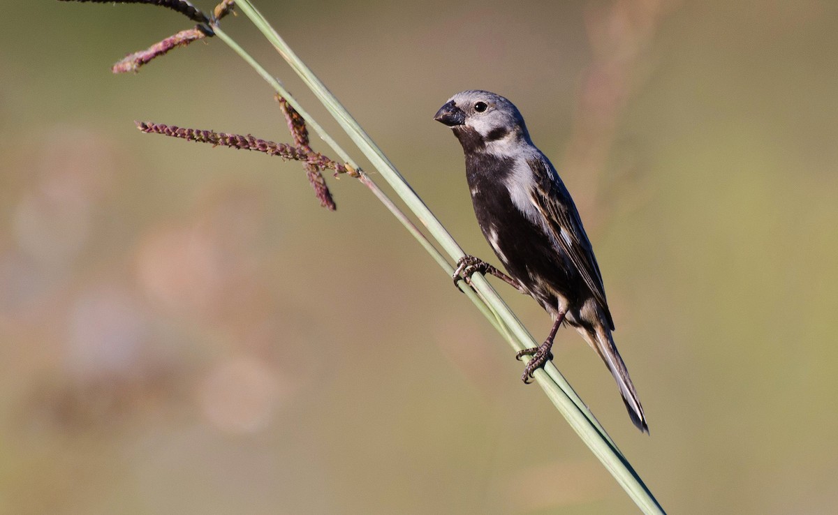 Black-bellied Seedeater - ML357475891