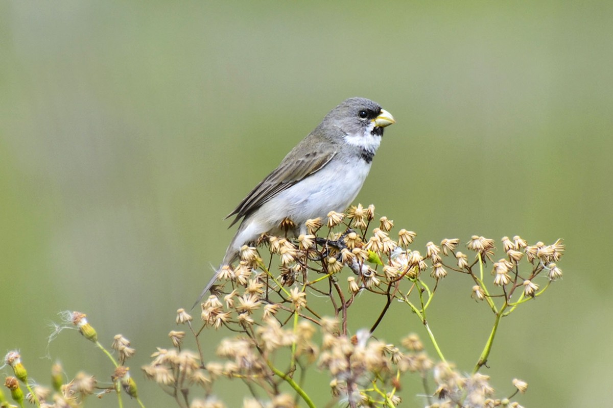 Double-collared Seedeater - Ubaldo Bergamim Filho