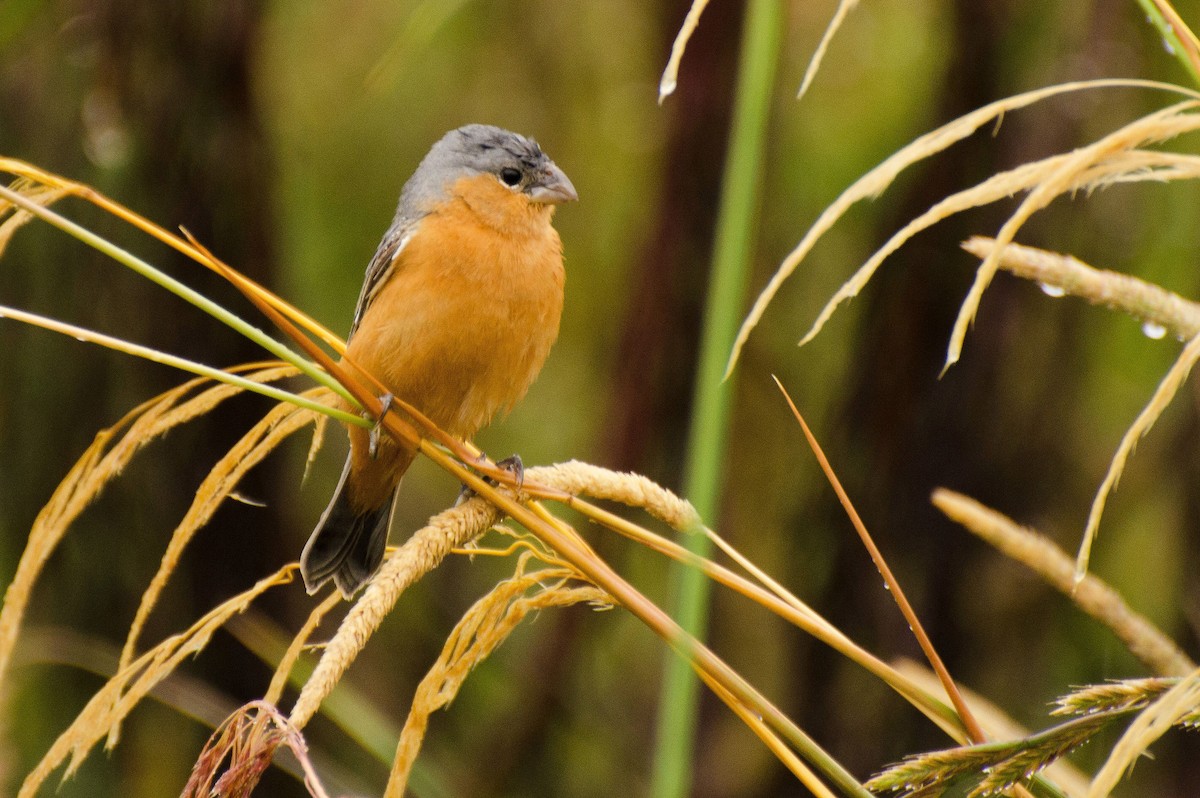 Tawny-bellied Seedeater - Ubaldo Bergamim Filho