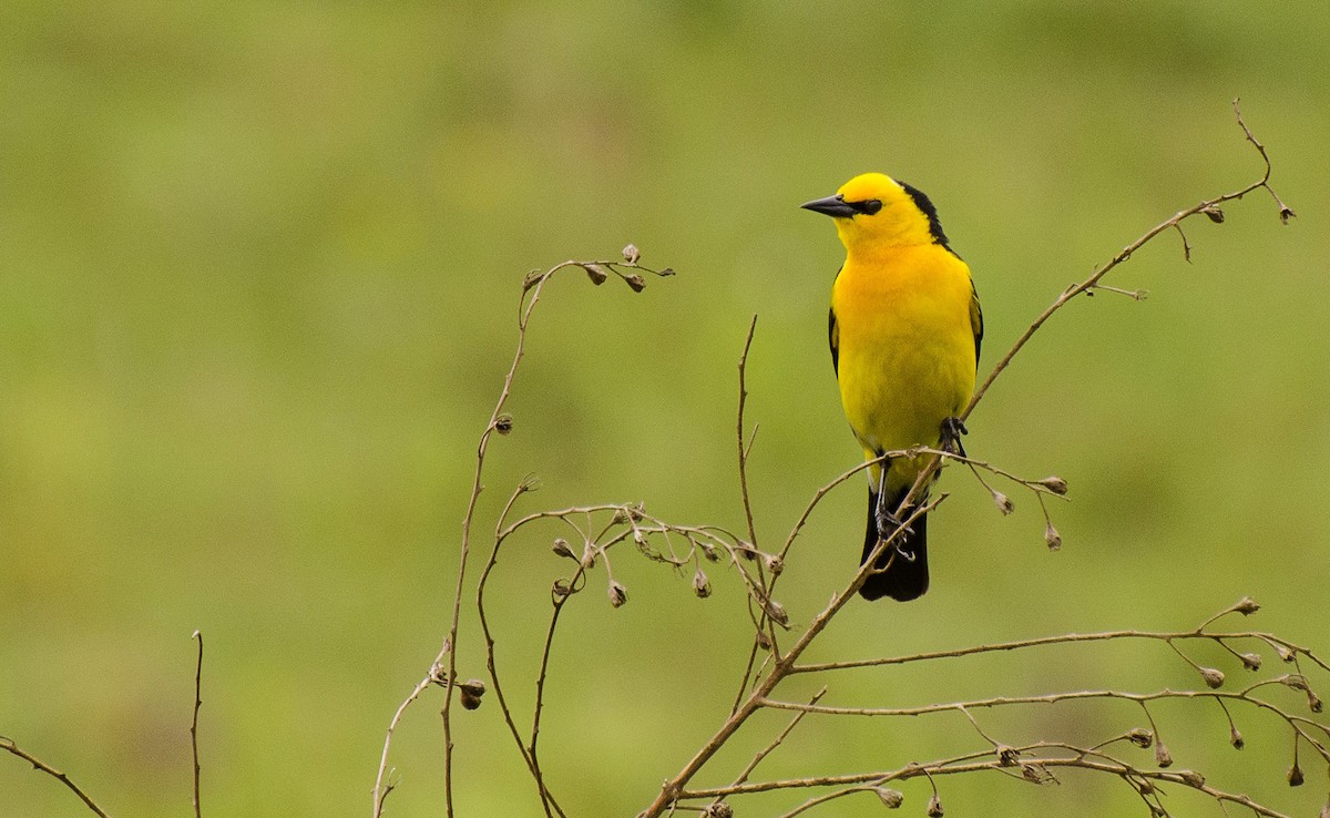 Saffron-cowled Blackbird - Ubaldo Bergamim Filho