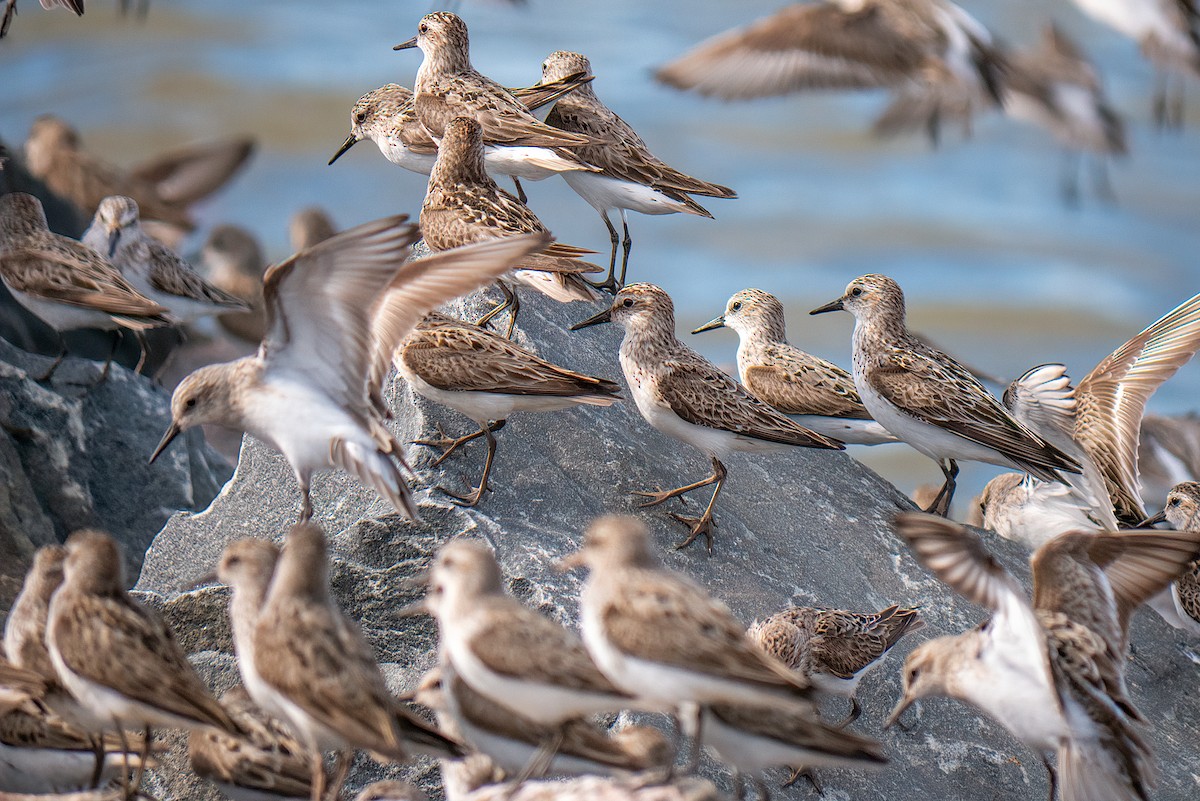 Semipalmated Sandpiper - Richard Stern