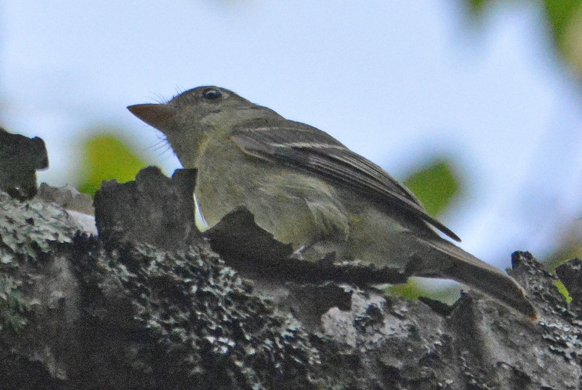 Yellow-bellied Flycatcher - ML357477111