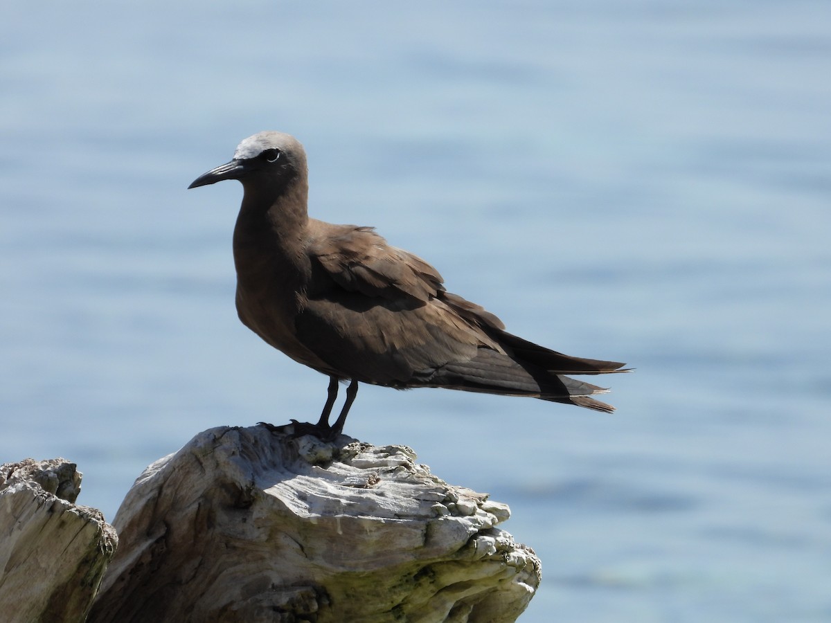 Brown Noddy - Robert Lambeck