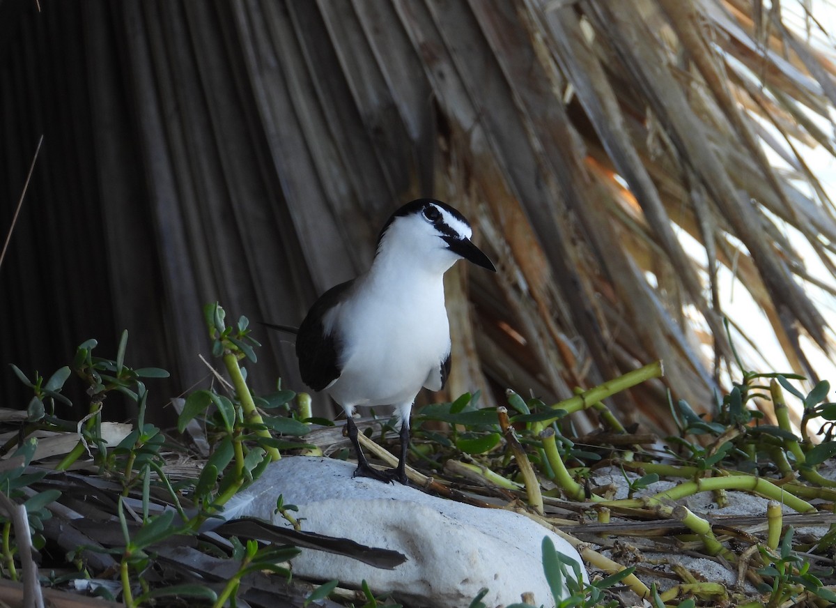 Bridled Tern - ML357477531