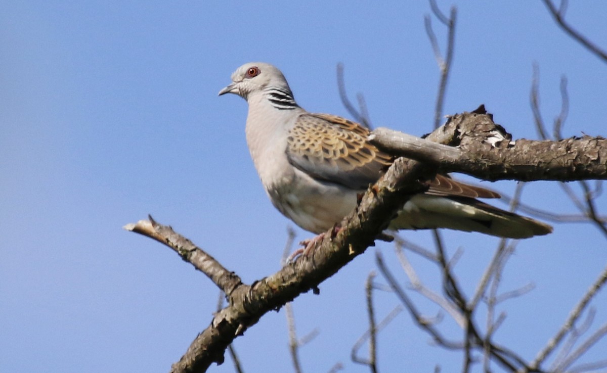 European Turtle-Dove - ML357477841