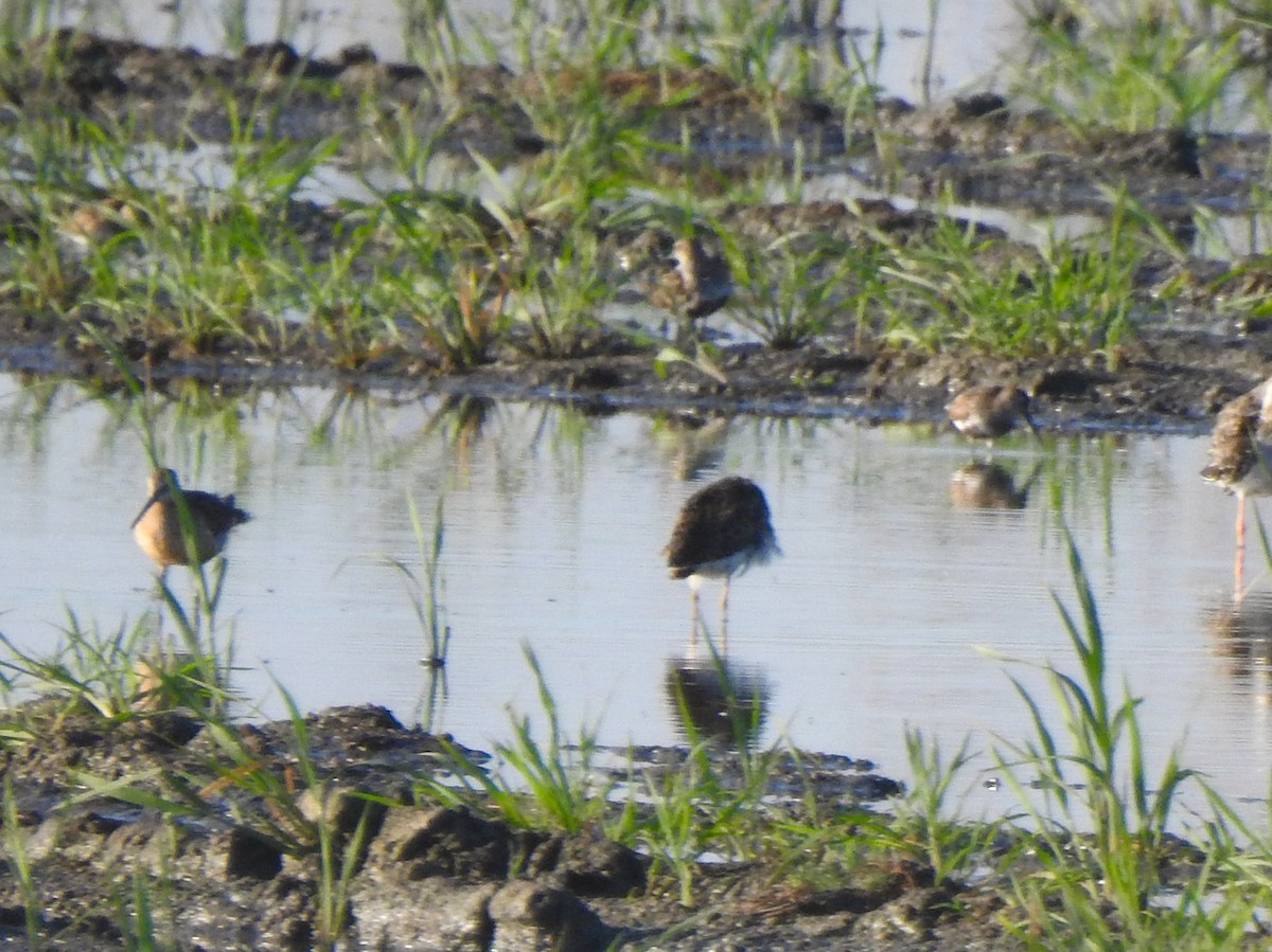 Long-billed Dowitcher - ML357480611