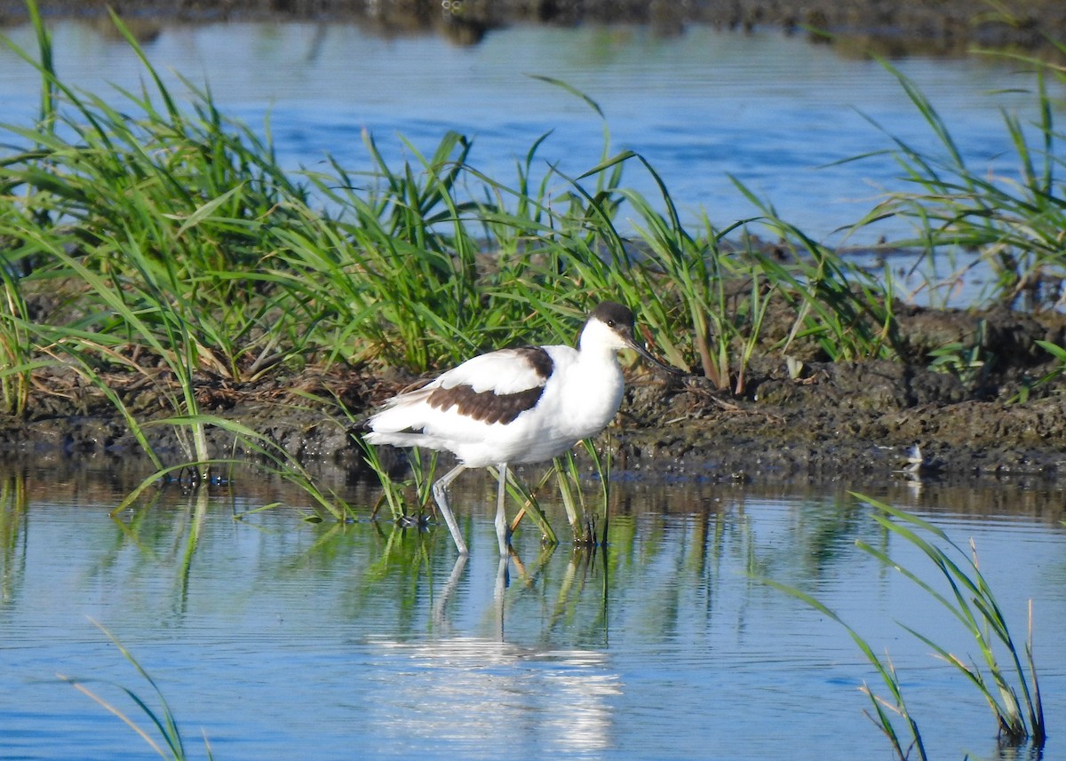 tenkozobec opačný - ML357480691