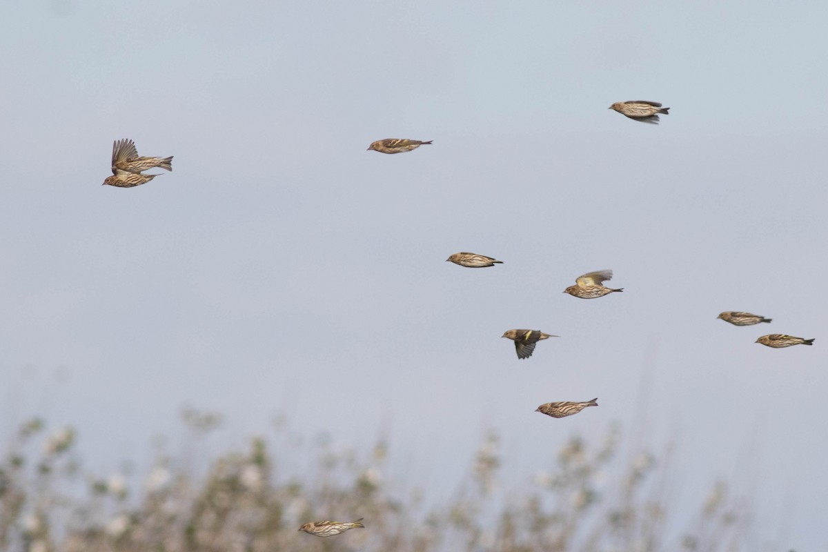 Pine Siskin - ML357480981