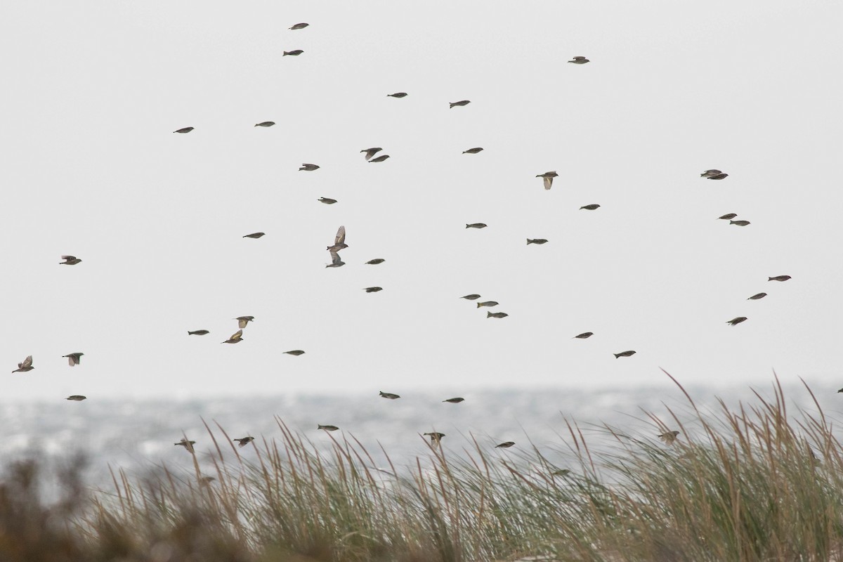 Pine Siskin - ML357481011