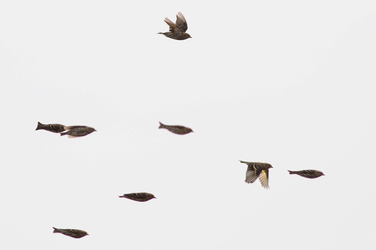 Pine Siskin - ML357481161