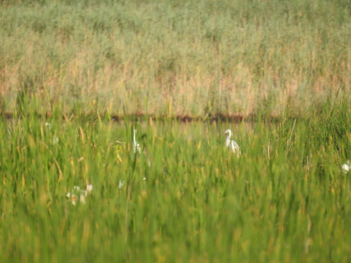 Snowy Egret - ML357481421