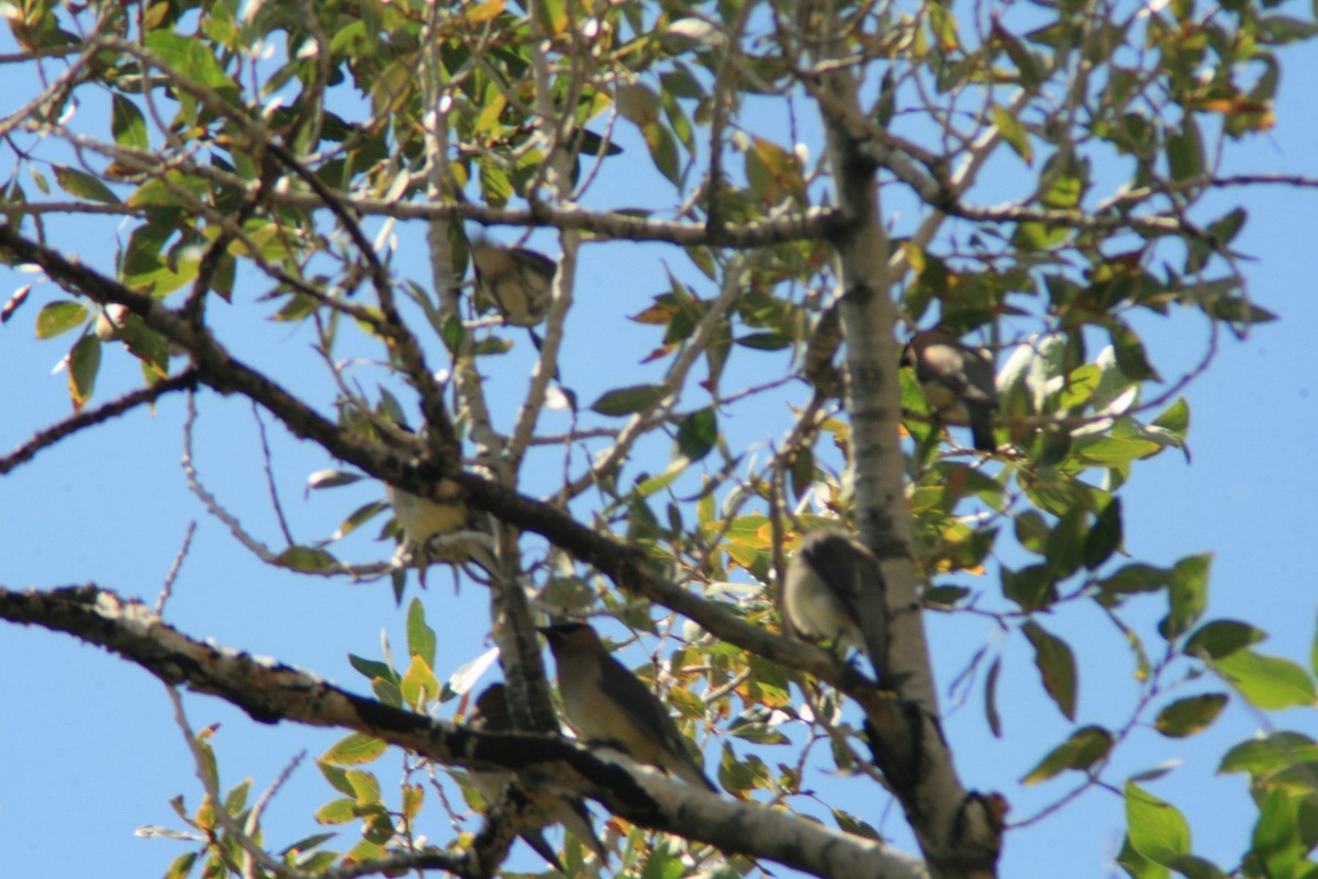 Cedar Waxwing - ML35748211