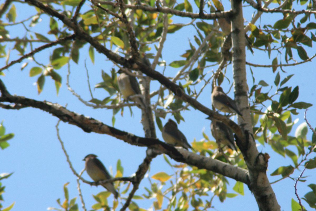 Cedar Waxwing - ML35748231