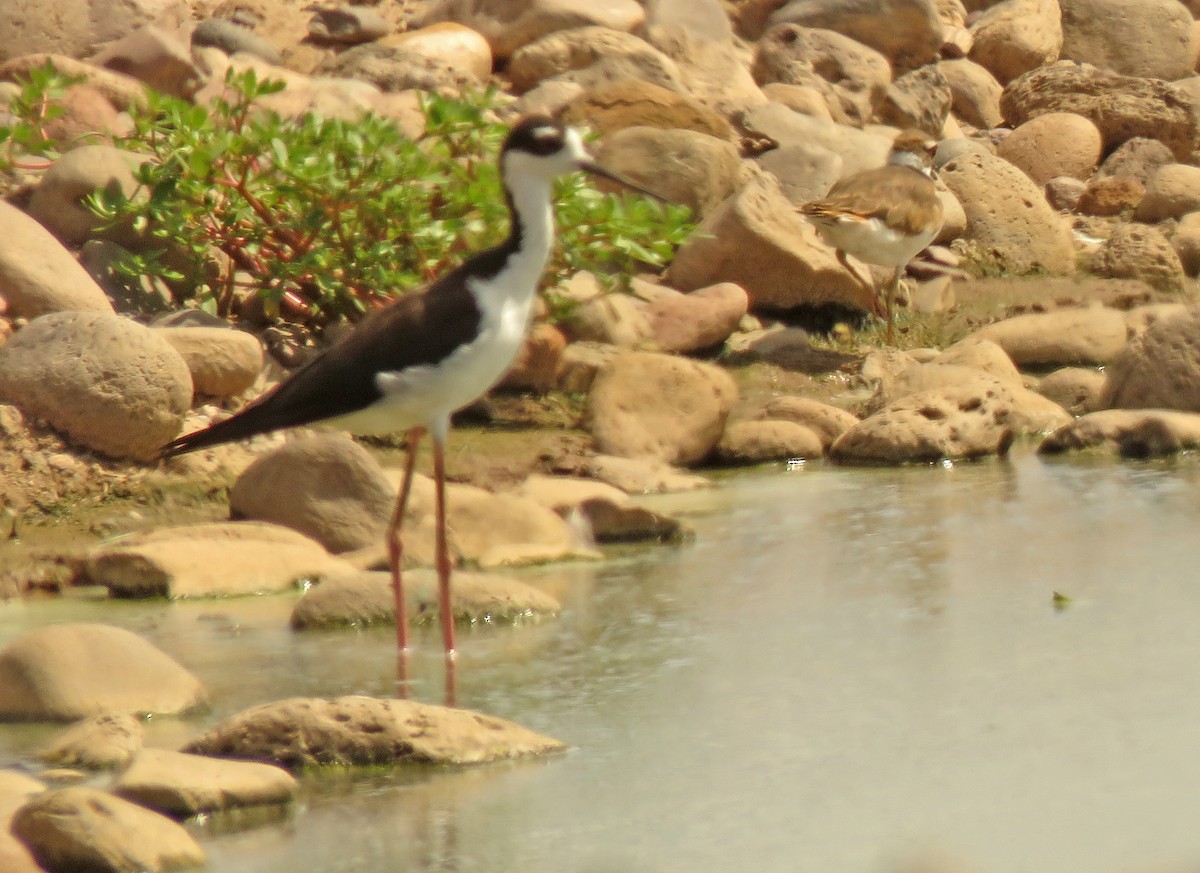 Black-necked Stilt - ML357484571