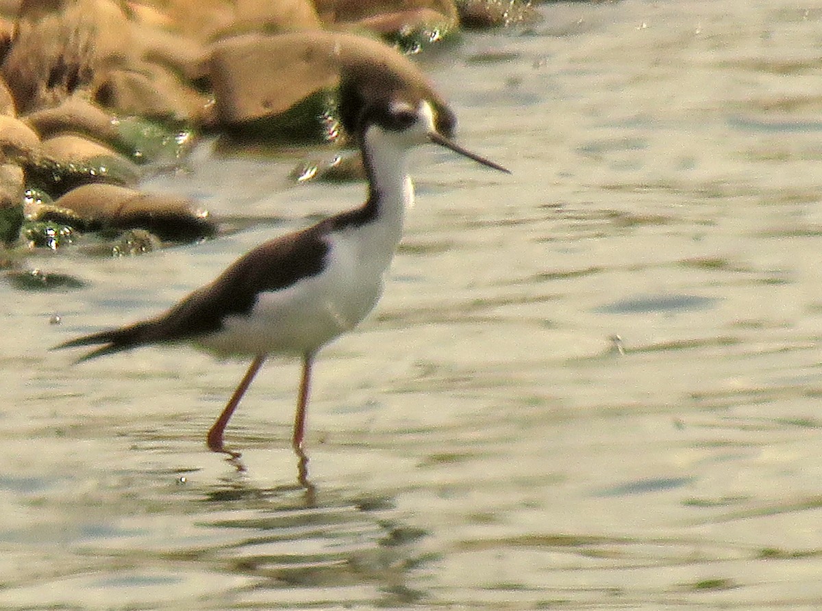 Black-necked Stilt - Diane Drobka