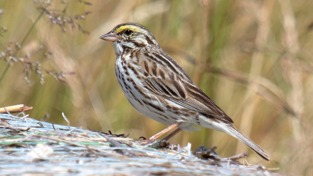 Savannah Sparrow - ML357485671