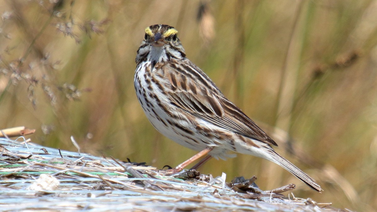 Savannah Sparrow - ML357485681