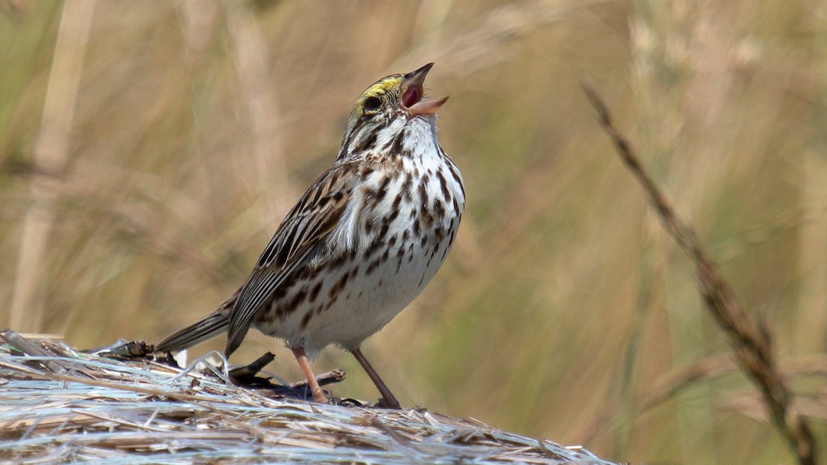 Savannah Sparrow - ML357485701