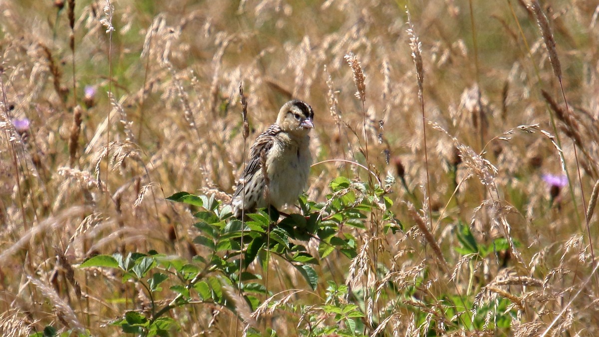 bobolink americký - ML357485791