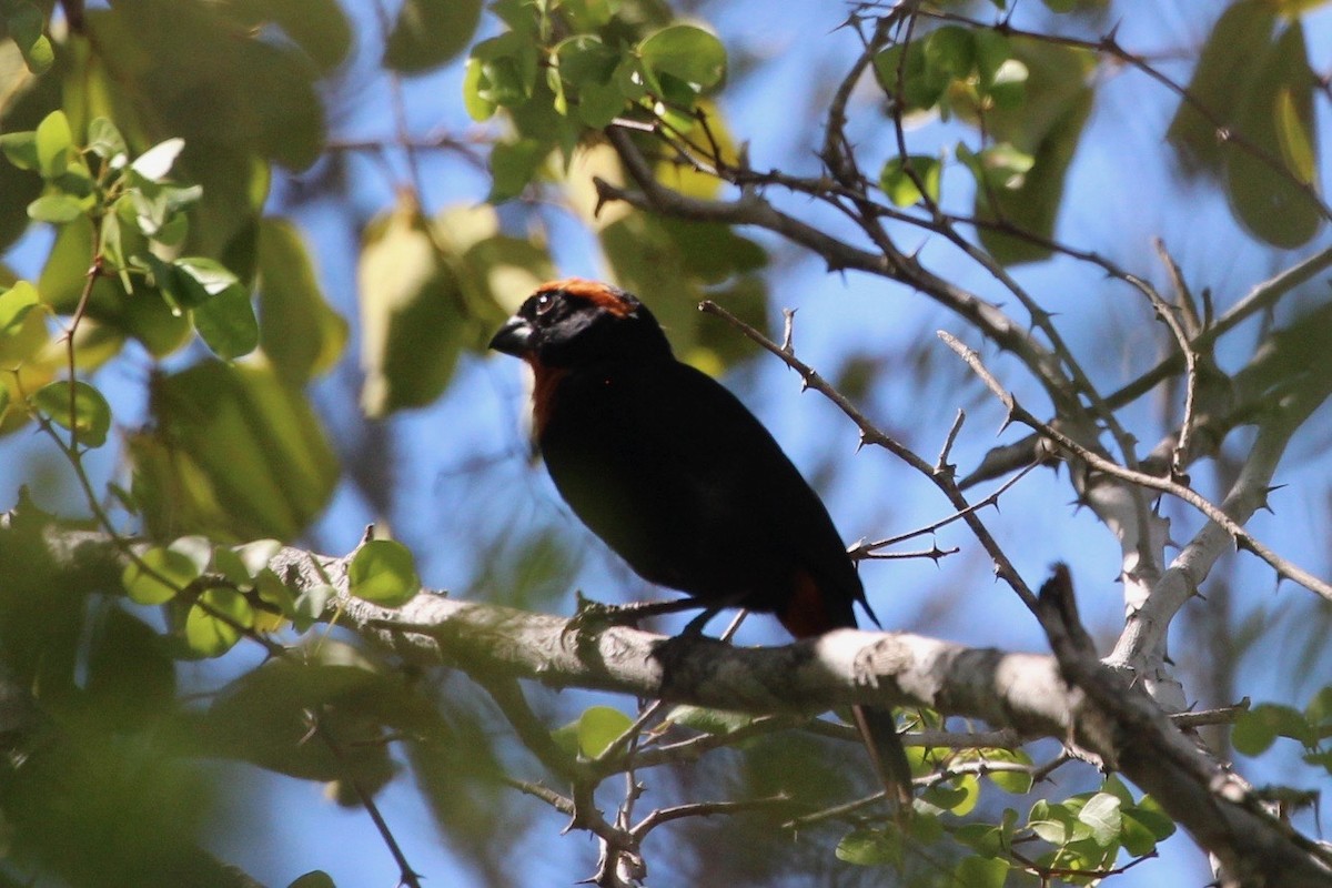 Puerto Rican Bullfinch - ML357485891