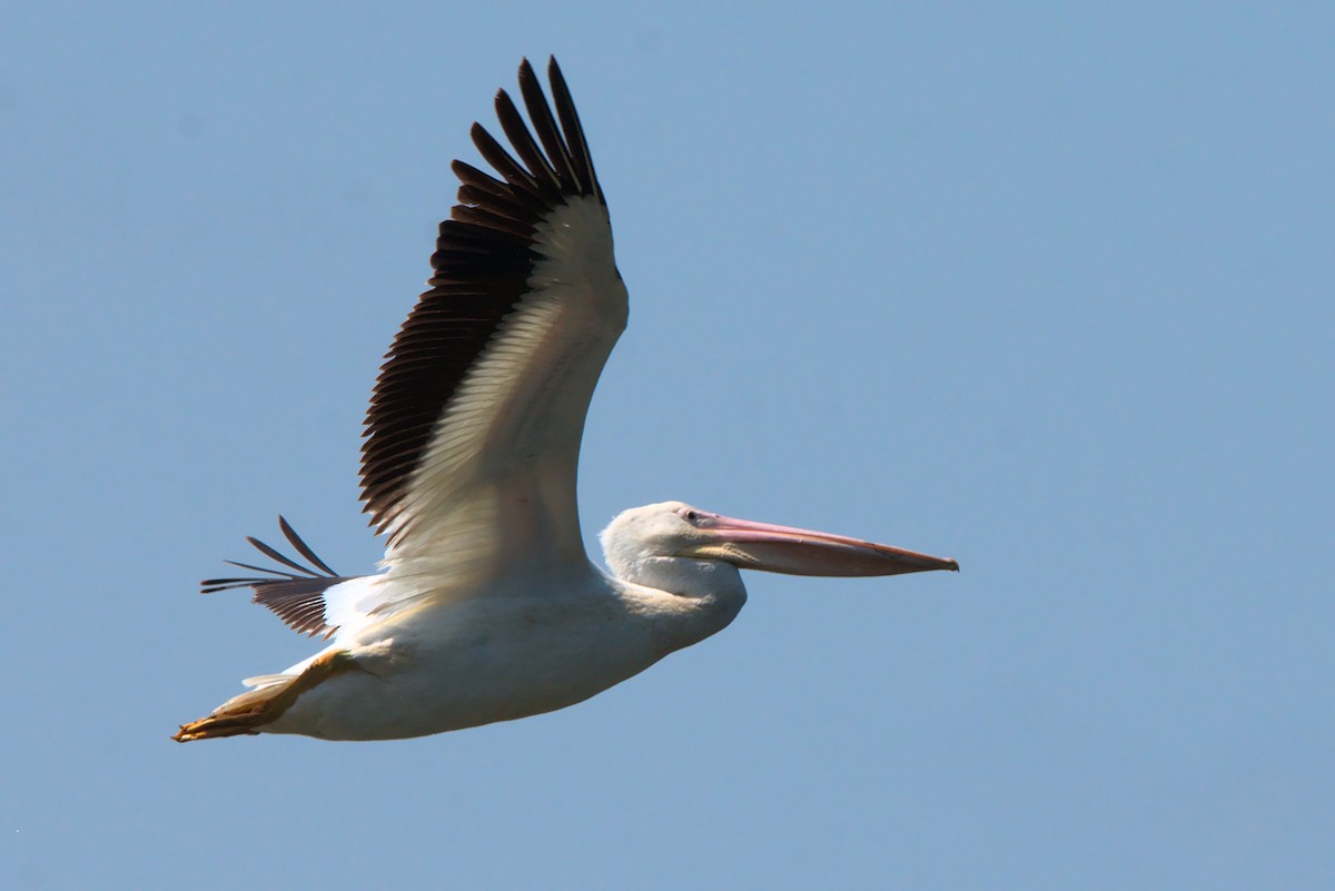 American White Pelican - ML357487991