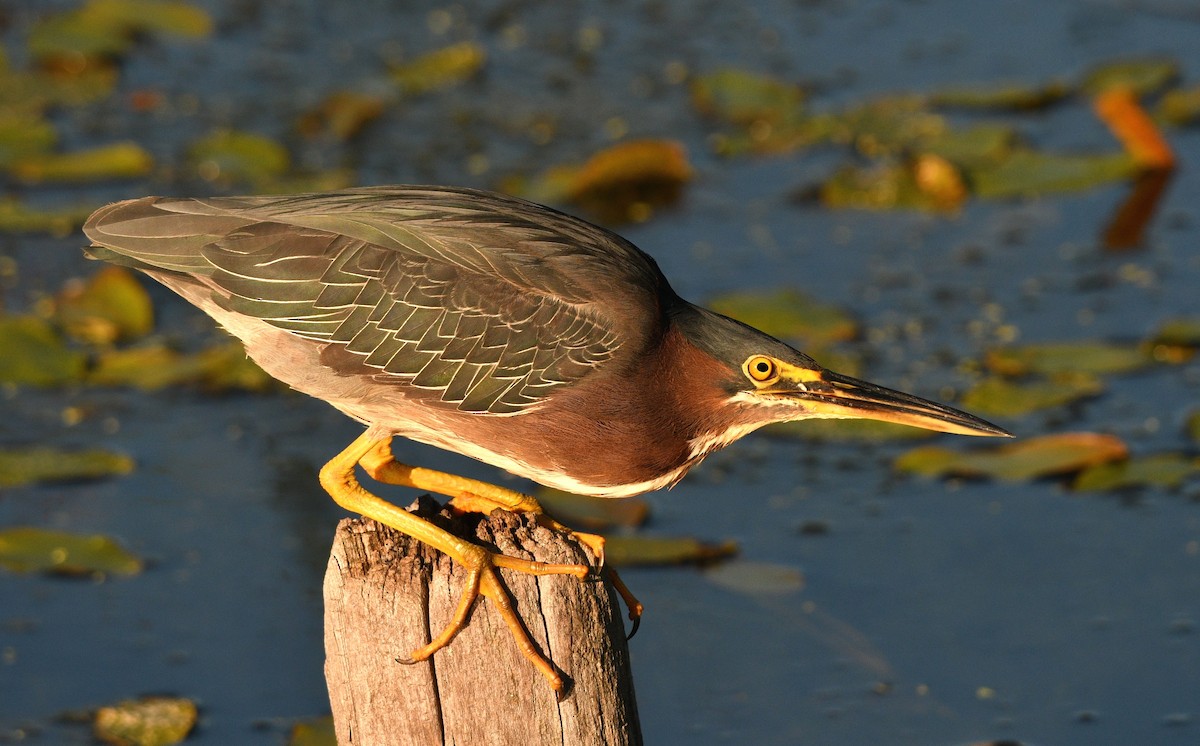 Green Heron - ML357488781