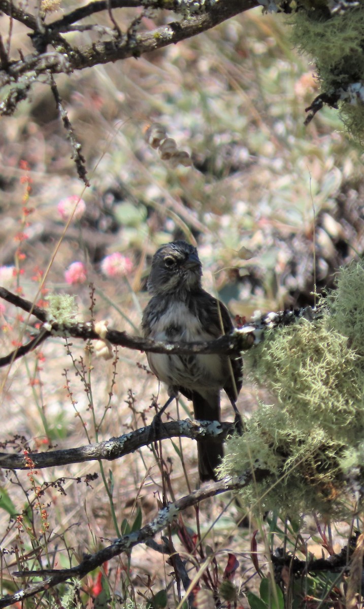 Bell's Sparrow - Chris Vance