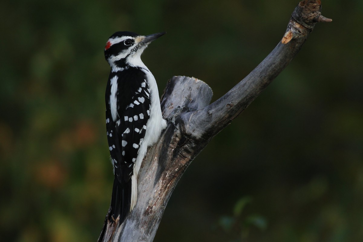 Hairy Woodpecker (Eastern) - ML357492491