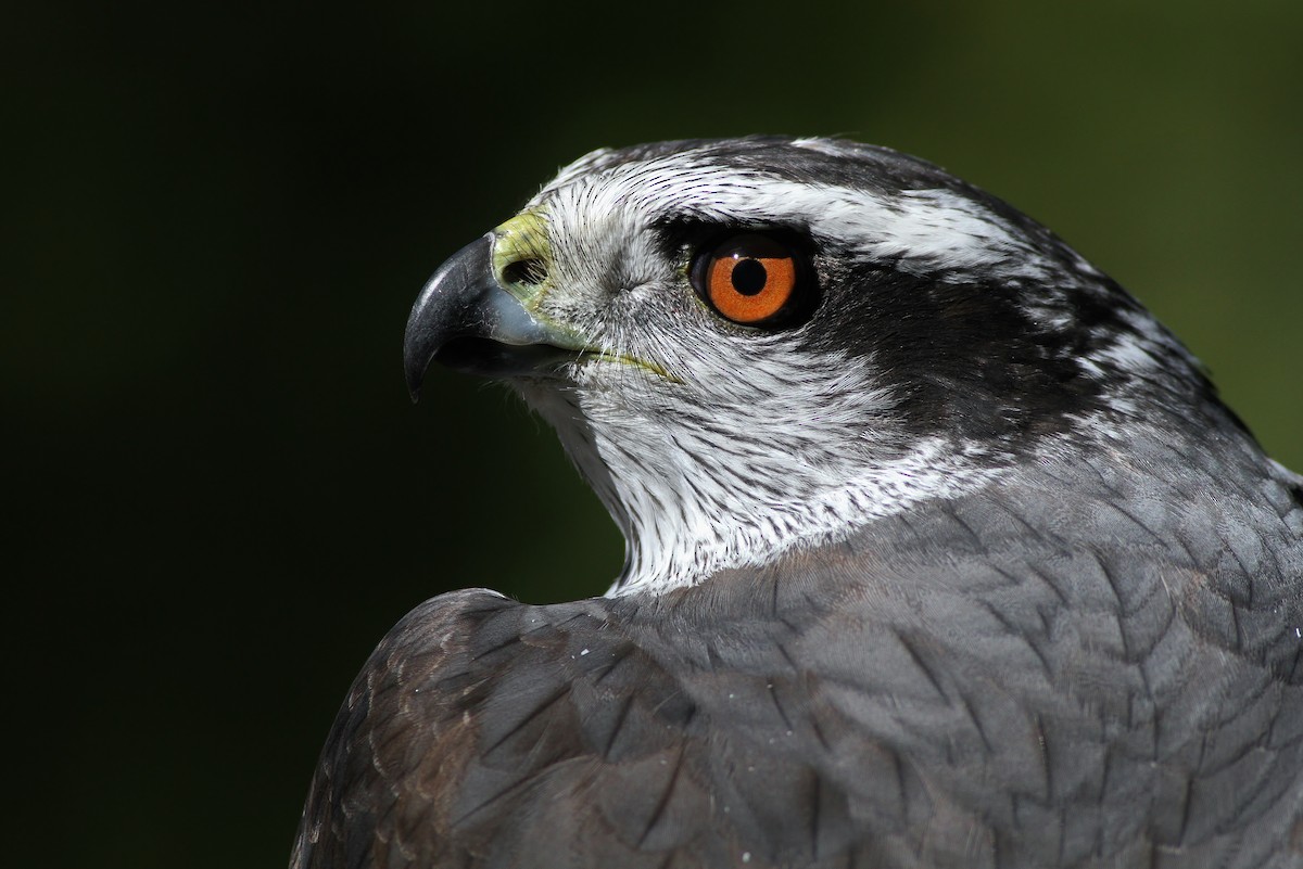 American Goshawk - Alex Lamoreaux