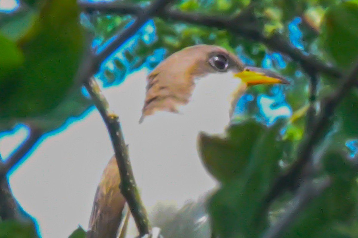 Yellow-billed Cuckoo - ML357493351