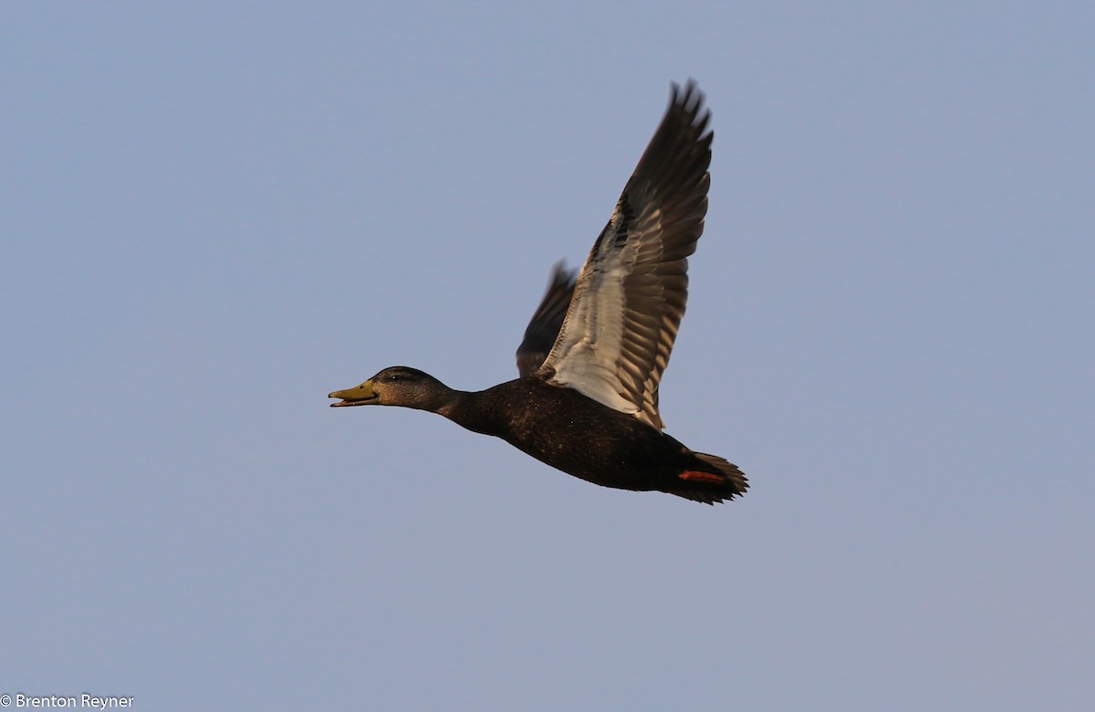 American Black Duck - ML35749361