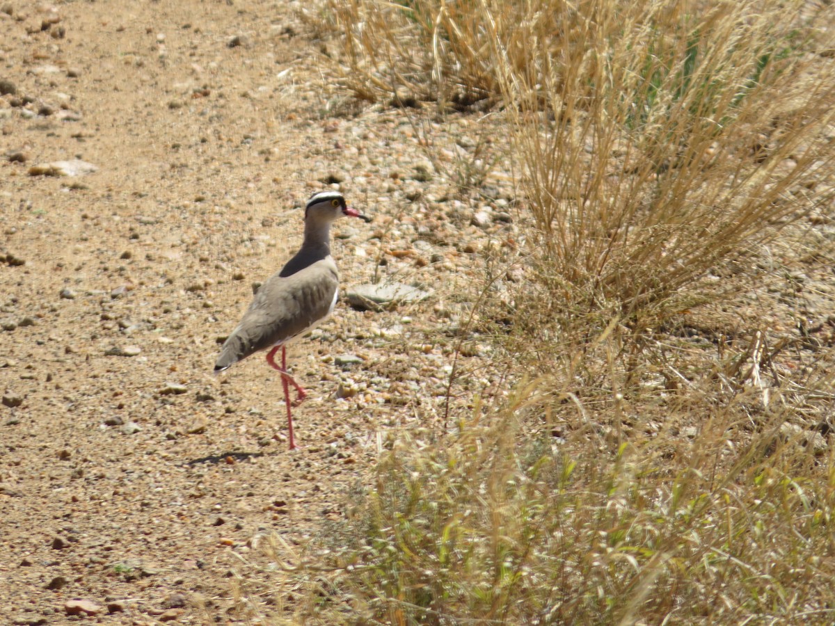 Crowned Lapwing - ML357494791