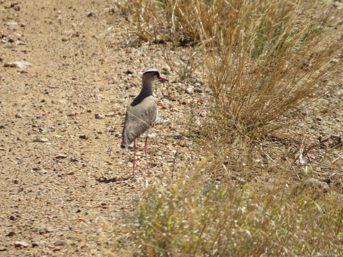 Crowned Lapwing - ML357494801