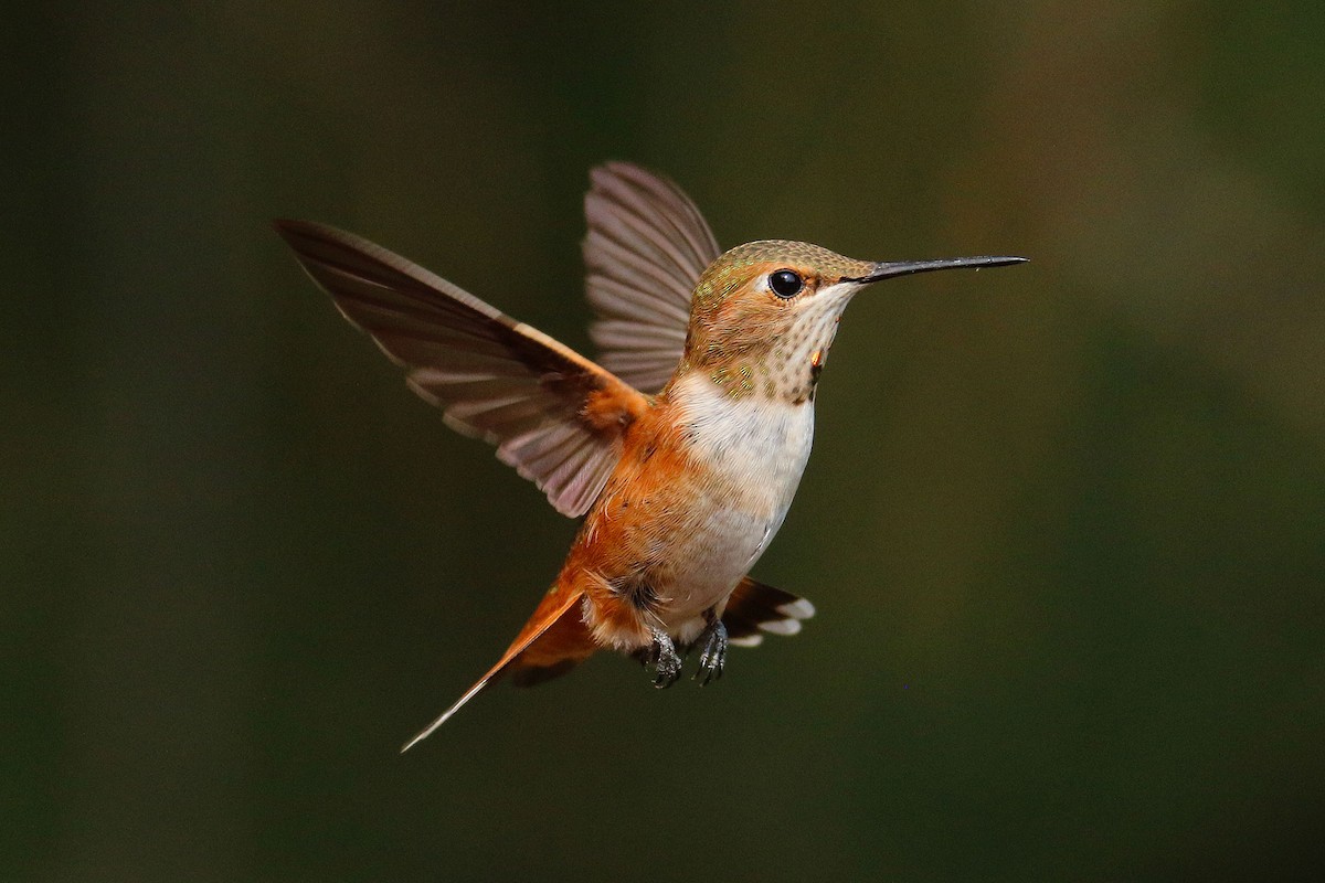 ML357495221 - Rufous Hummingbird - Macaulay Library