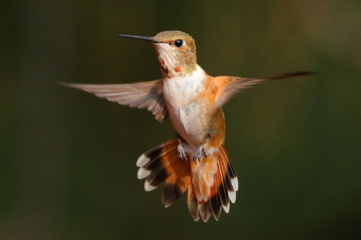 Rufous Hummingbird - Graeme Colmer