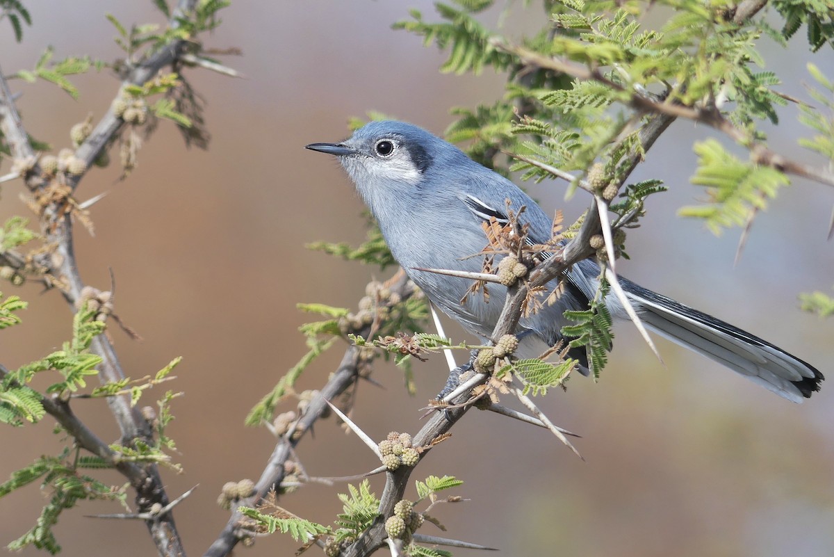 Masked Gnatcatcher - ML357495511