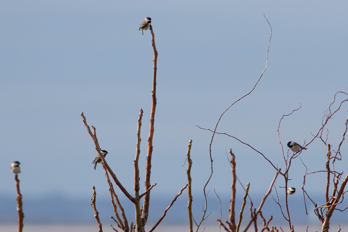 Black-capped Chickadee - ML357495541