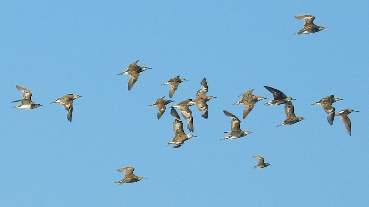 Long-billed Dowitcher - ML357495791