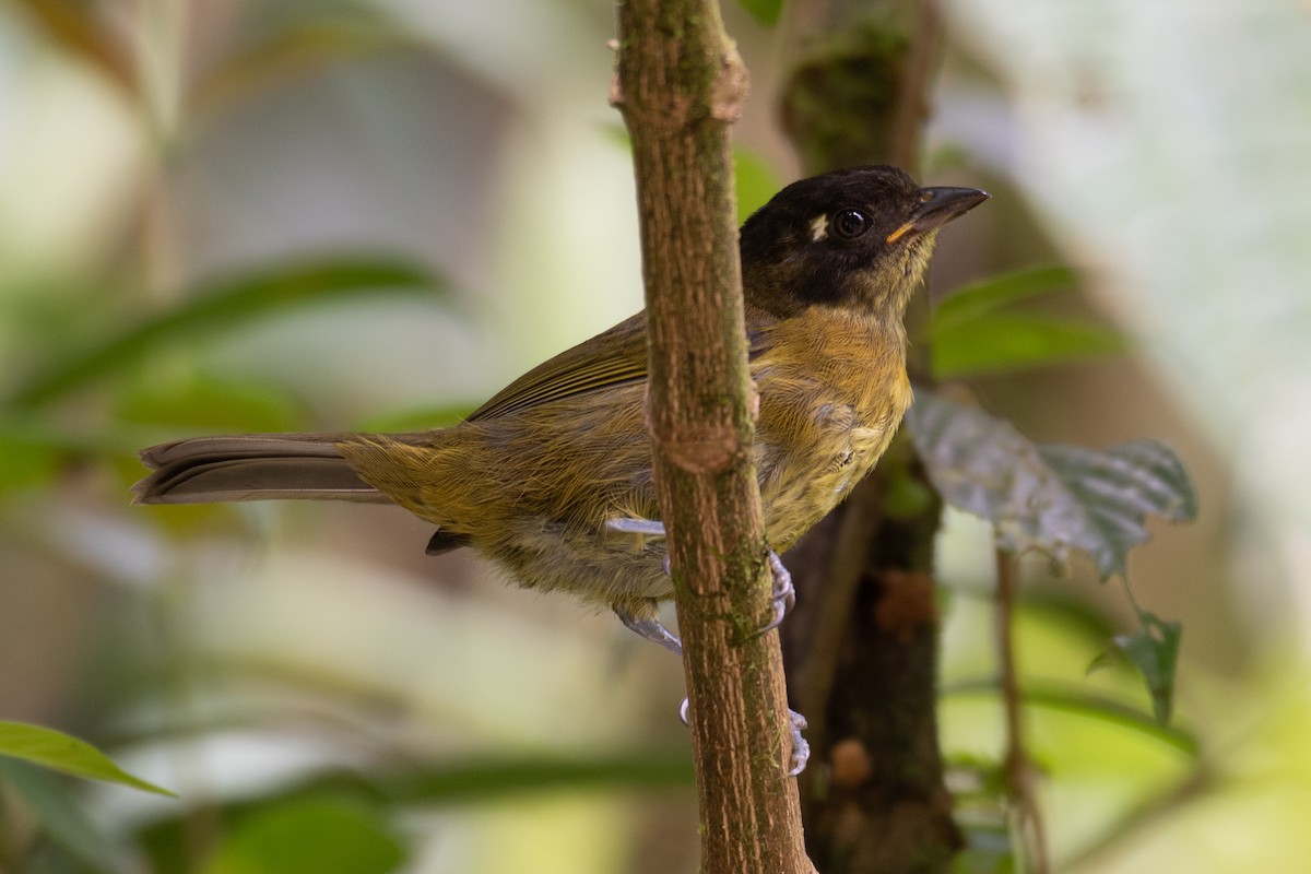 Common Chlorospingus (Central Panama) - ML357496221