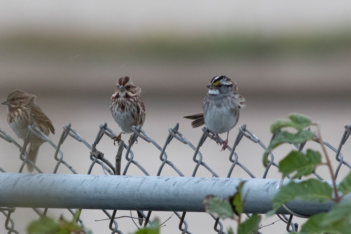 Song Sparrow - ML357497251