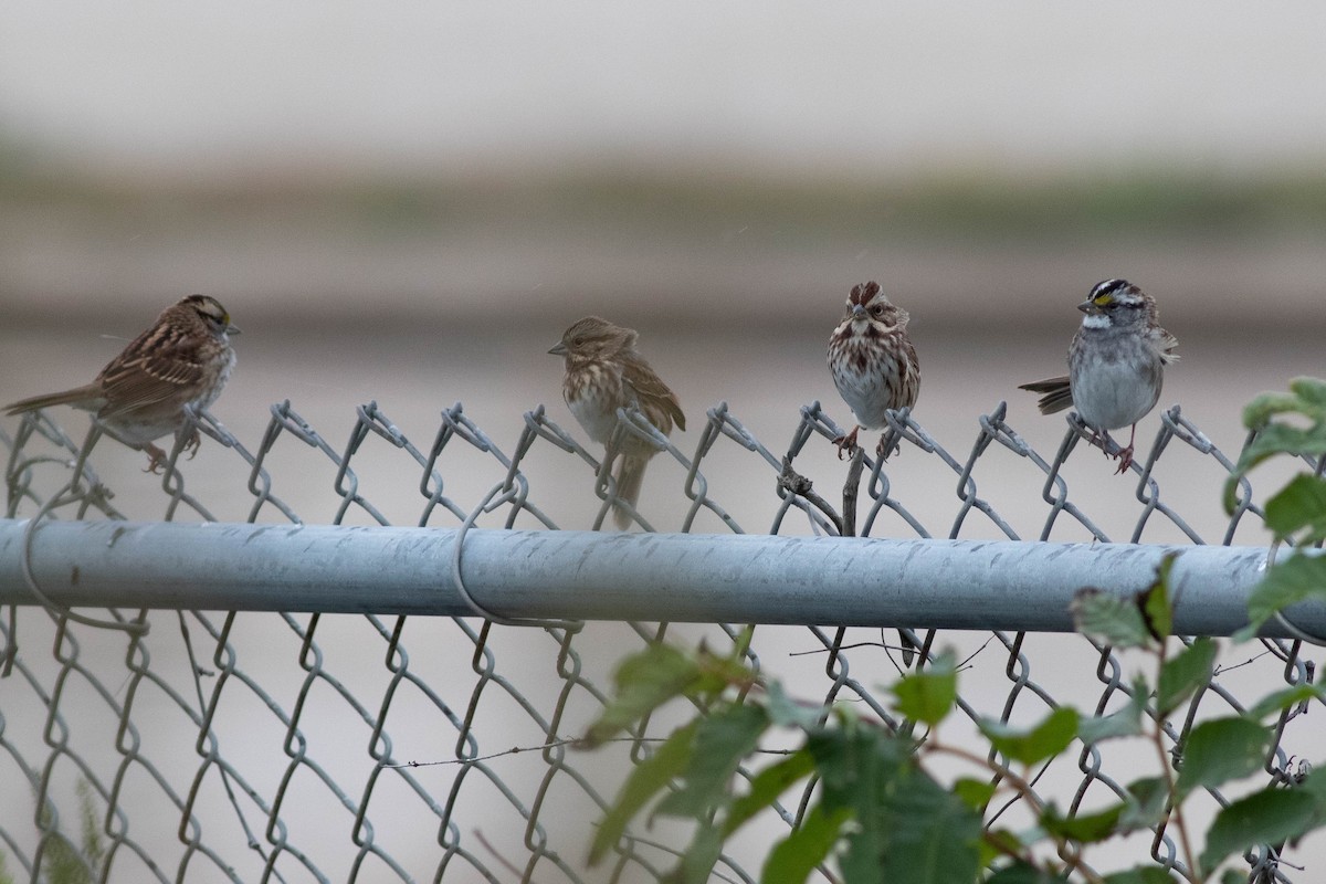 Song Sparrow - ML357497281