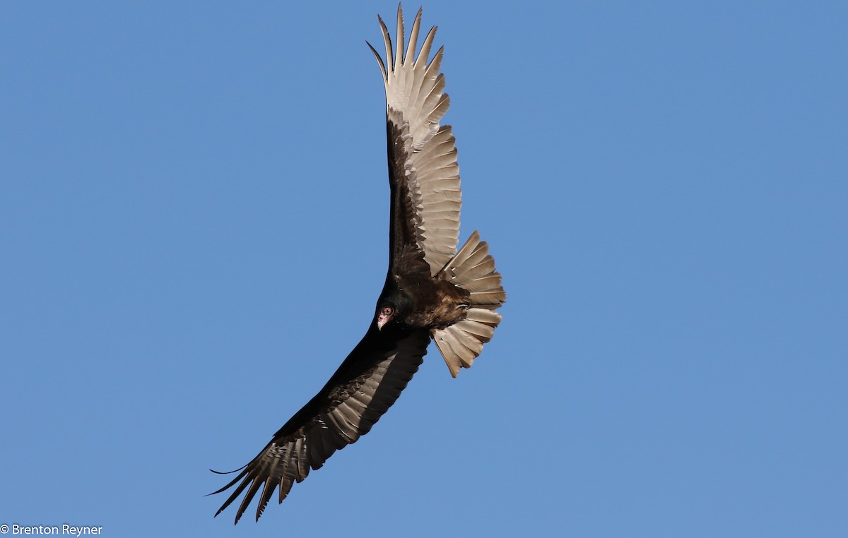 Turkey Vulture - ML35749731