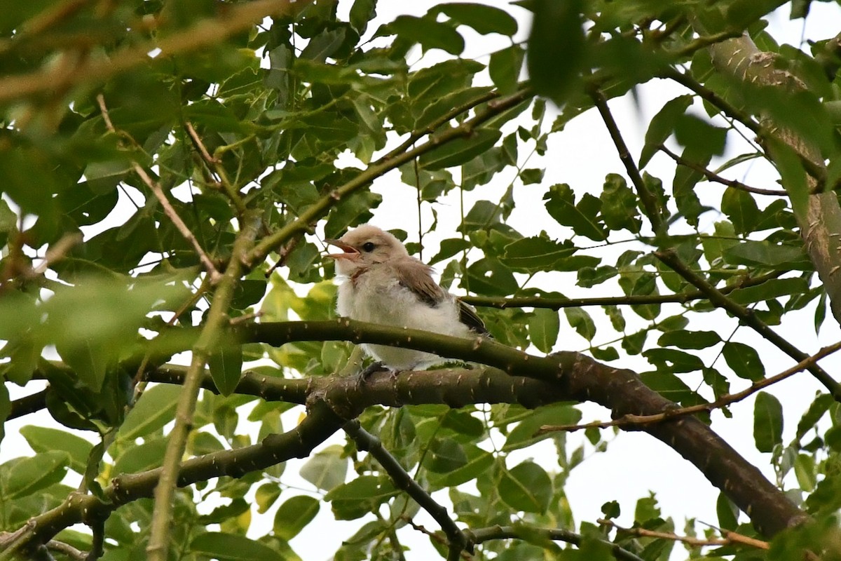 Warbling Vireo (Eastern) - ML357497871
