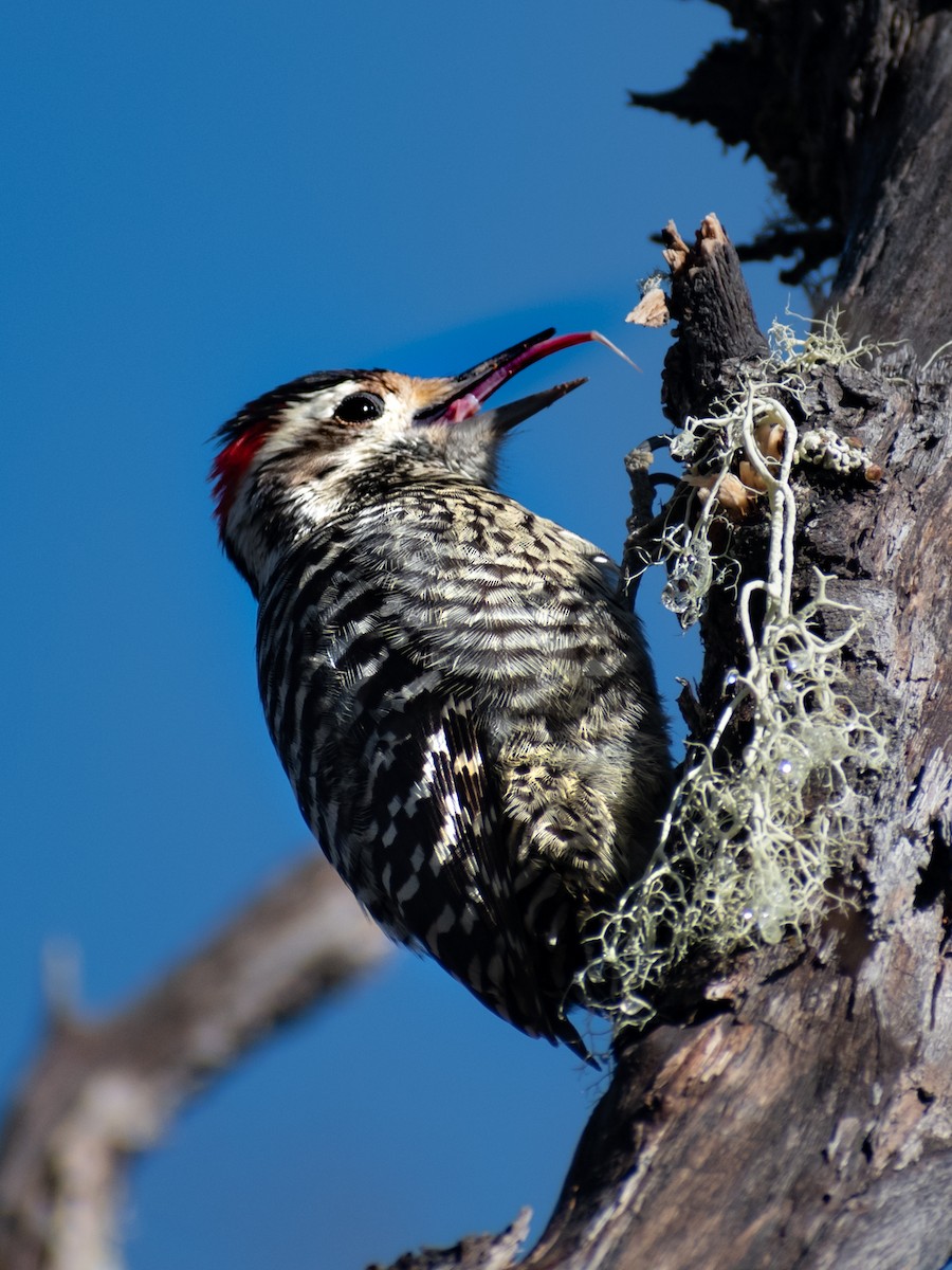 Striped Woodpecker - ML357499121