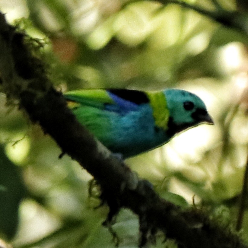 Green-headed Tanager - ML357500711