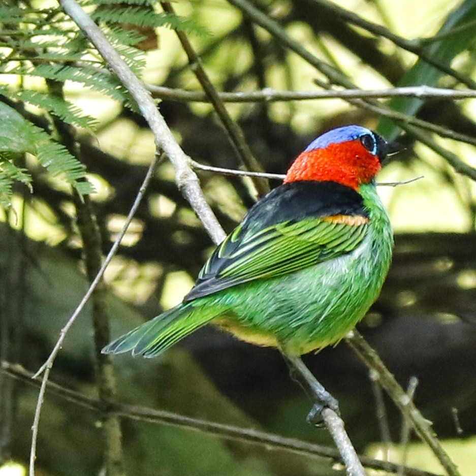 Red-necked Tanager - Christine Mazaracki